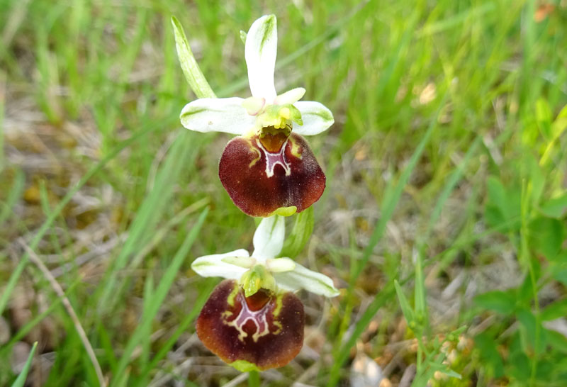 Ophrys holosericea, tetraloniae o untchjii ? ......holosericea.